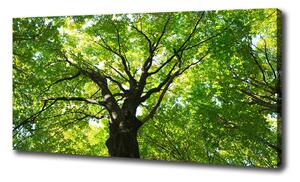 Moderný obraz canvas na ráme Zelený les oc-86959394