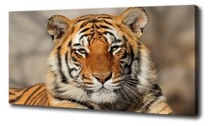 Foto obraz na plátne Bengálsky tiger oc-88747131