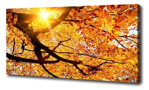 Moderný obraz canvas na ráme Koruna stromov jeseň