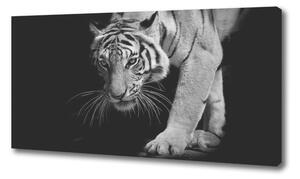 Foto obraz na plátne Tiger oc-89533463