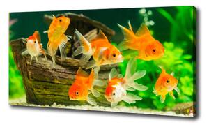 Foto obraz na plátne Zlaté rybky oc-89540196