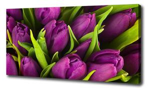 Foto obraz na plátne Fialové tulipány oc-89975331