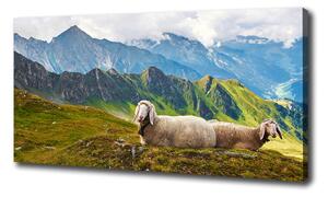 Moderný obraz canvas na ráme Ovce v Alpách oc-90327187