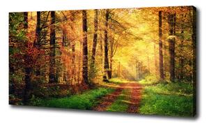Foto obraz na plátne Jesenný les oc-91078750