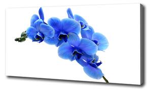Foto obraz na plátne Modrná orchidea oc-91549599