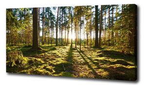 Foto obraz na plátne Sosnový les oc-92027264