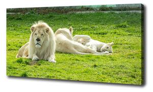 Foto obraz na plátne Béžové levy oc-93716692