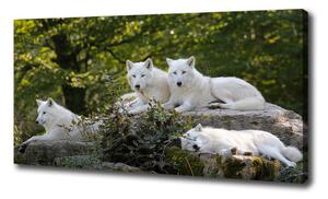 Foto obraz na plátne Bieli vlci a skala oc-93949837