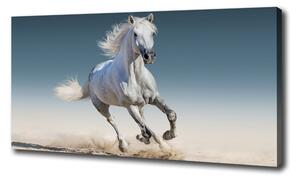 Foto obraz na plátne Biely kôň v cvale oc-95257889