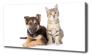 Foto obraz na plátne Pes a mačka oc-94452483
