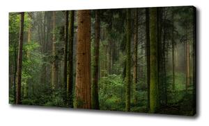 Foto obraz na plátne Hmla v lese oc-95353064