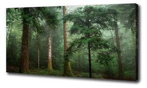 Foto obraz na plátne Hmla v lese oc-95330664