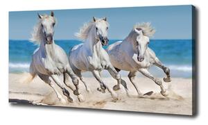 Foto obraz na plátne Biele kone pláž oc-95257914