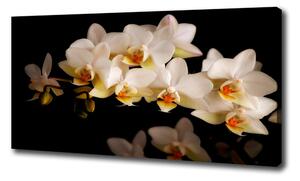 Foto obraz na plátne Orchidea oc-95410450