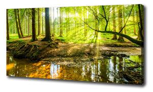 Foto obraz na plátne Rybník v lese oc-96124300