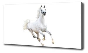 Foto obraz na plátne Biely arabský kôň oc-99028092