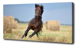 Foto obraz na plátne Kôň v cvale oc-99827163