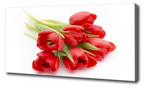 Foto obraz na plátne Červene tulipány oc-99817079