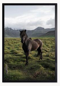 Nástenná dekorácia v ráme Stallion