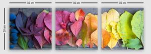 Wallity Súprava obrazov LEAVOS 3 ks viacfarebná