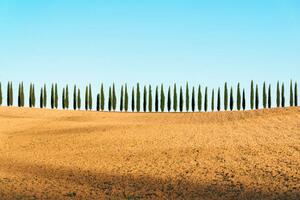 Fotografia Tuscany landscape of cypresses trees, Val, joci03