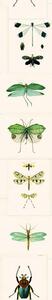 MINDTHEGAP Entomology Green - tapeta