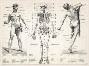 Ilustrácia Antique Illustration of the Human Body & Skeleton (Biology), (40 x 30 cm)
