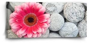 Sablio Obraz Gerbera na kameňoch - 110x50 cm