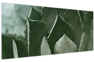 Obraz - Zelená agáve (120x50 cm)