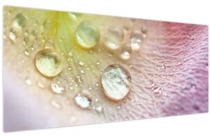 Obraz - Kvapky rosy (120x50 cm)