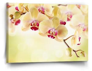 Sablio Obraz Orchidea 2 - 60x40 cm