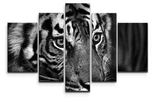 Sablio Obraz - 5-dílný Čiernobiely tiger - 125x90 cm