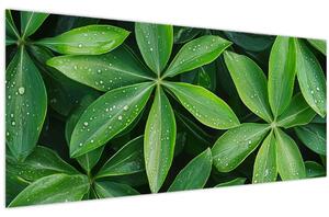 Obraz - Listy s kvapkami rosy (120x50 cm)