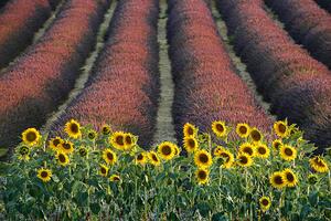 Fotografia Sunflowers, lavender, Valensole, Provence, France, David Clapp