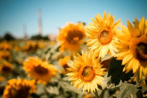 Fotografia Close-up of sunflowers on field against, Andrean Taufik / 500px