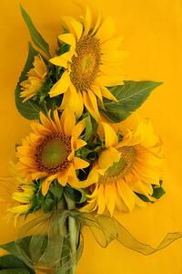 Fotografia Sunflowers on Yellow, Kathryn8