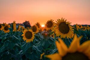 Fotografia Sunflower field at beautiful sunset., wilatlak villette