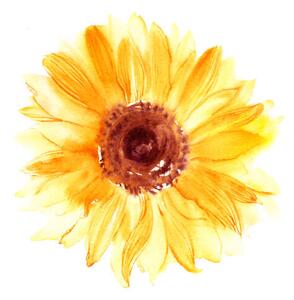Fotografia Hand drawn watercolorsunflower in yellow color, bokasin