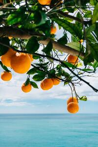 Ilustrácia Amalfi Coast Oranges, Bethany Young