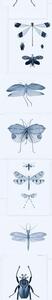 MINDTHEGAP Entomology Blue - tapeta
