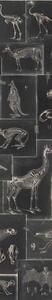 MINDTHEGAP Zooarchaeology Anthracite - tapeta