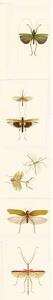 MINDTHEGAP Entomology - tapeta