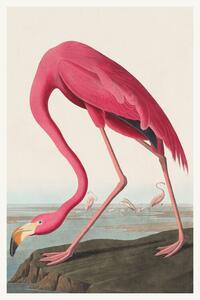 Obrazová reprodukcia The Pink Flamingo (Birds) - John James Audubon