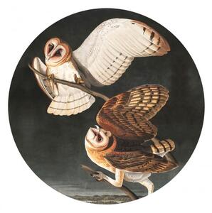 WALLCOLORS Dots Owls - tapeta