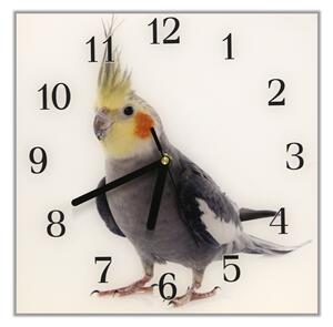 Nástenné hodiny papagáj 30x30cm XLV - plexi