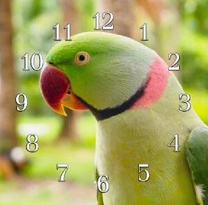 Nástenné hodiny papagáj 30x30cm XVI - plexi