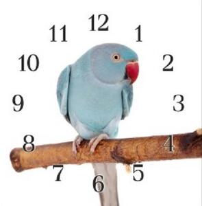 Nástenné hodiny papagáj 30x30cm III - plexi