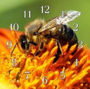 Nástenné hodiny včela 30x30cm IV - plexi