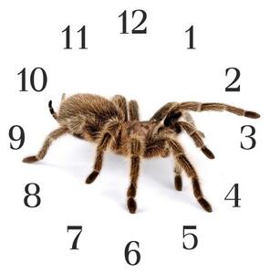 Nástenné hodiny pavúk 30x30cm I - plexi