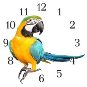 Nástenné hodiny papagáj 30x30cm XIX - plexi